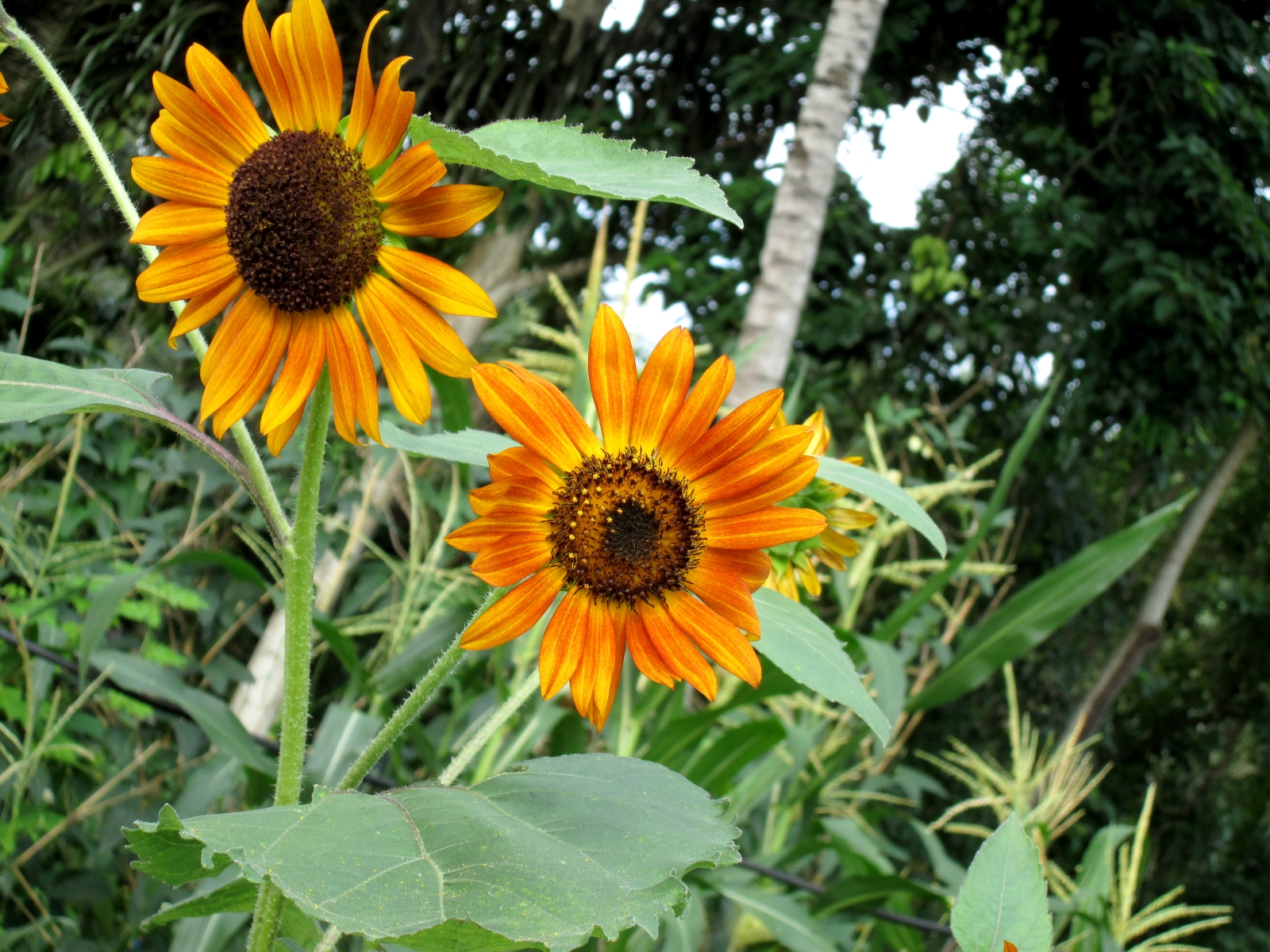 Cara Menanam Bunga Matahari Sampai Berbunga indriani 
